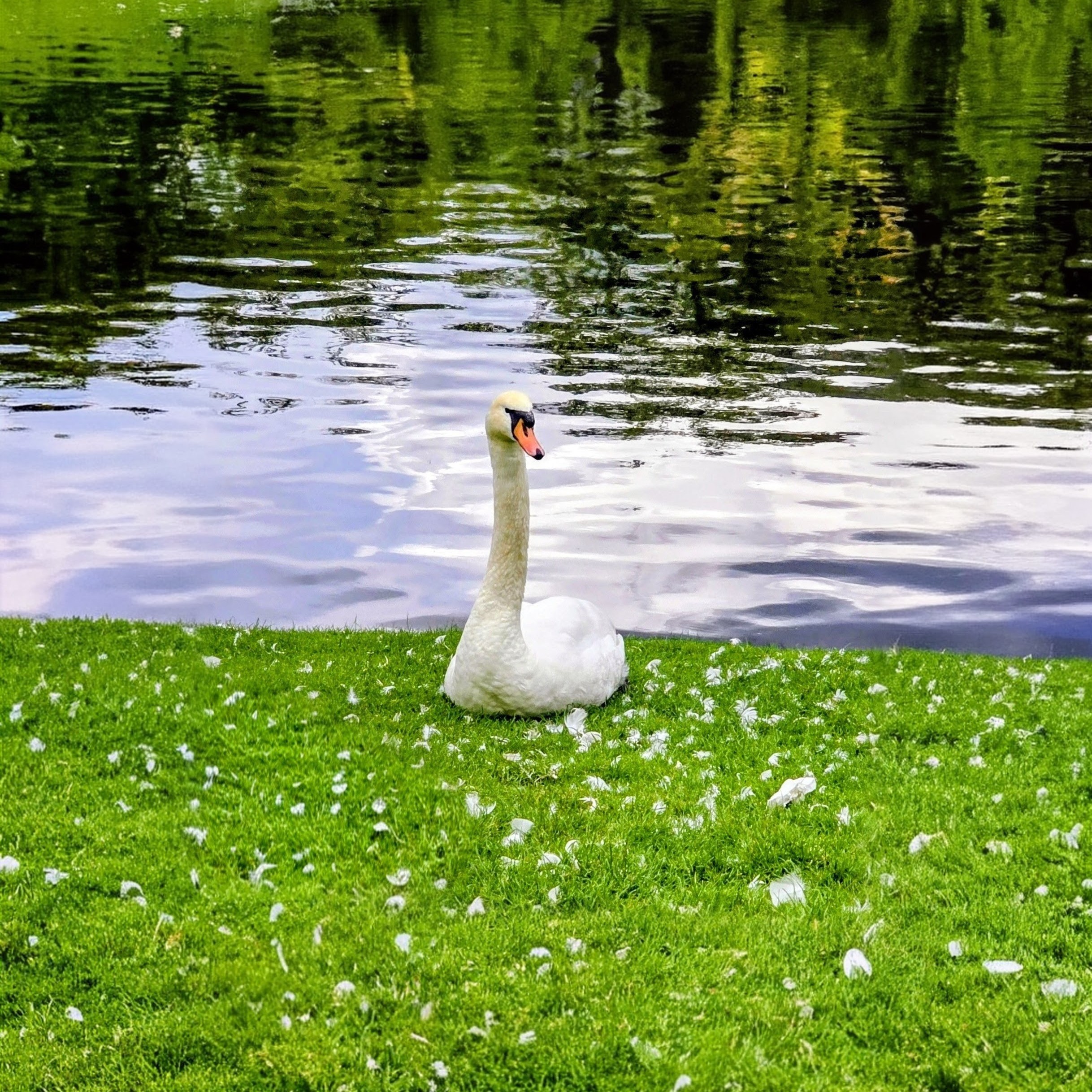 Schwäne am Landwehrkanal