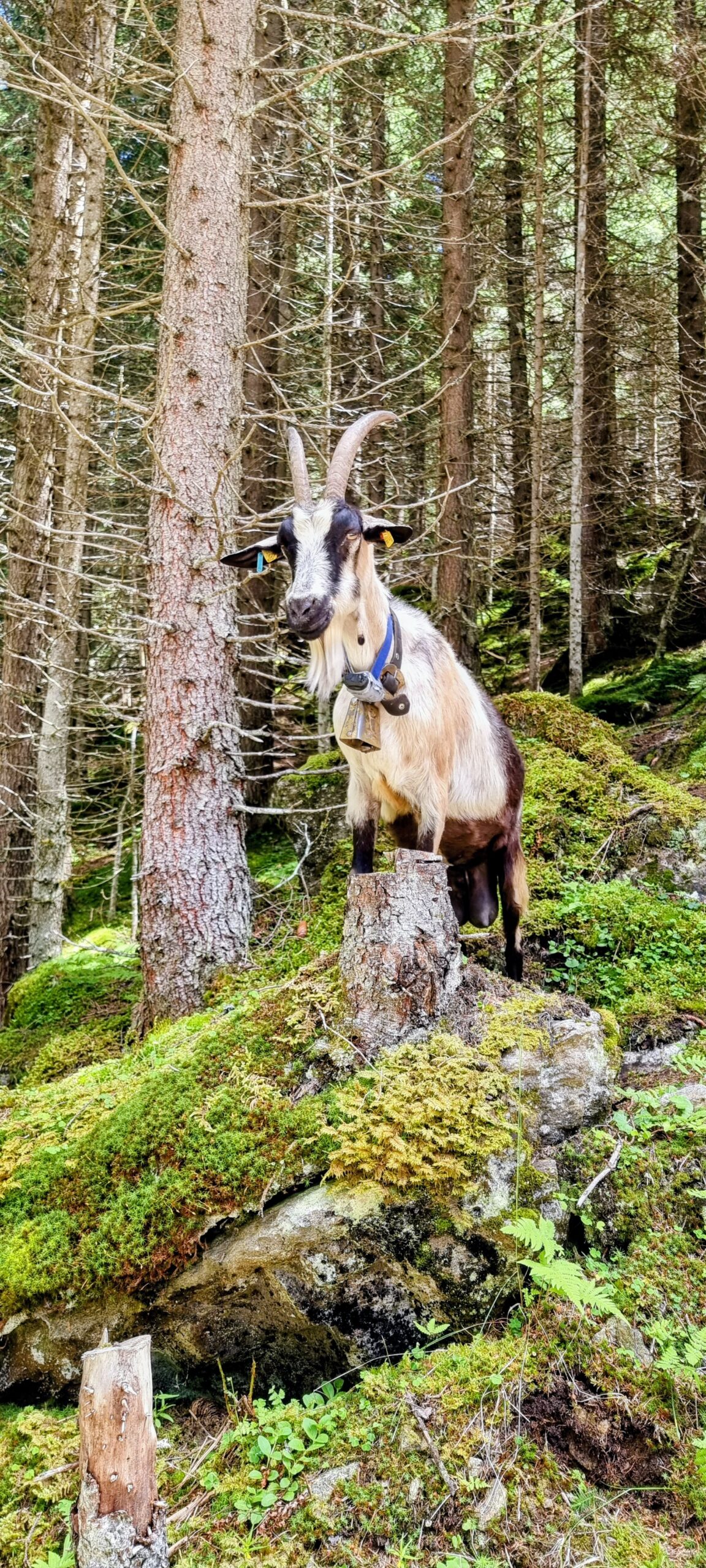 Steinbock in Tirol