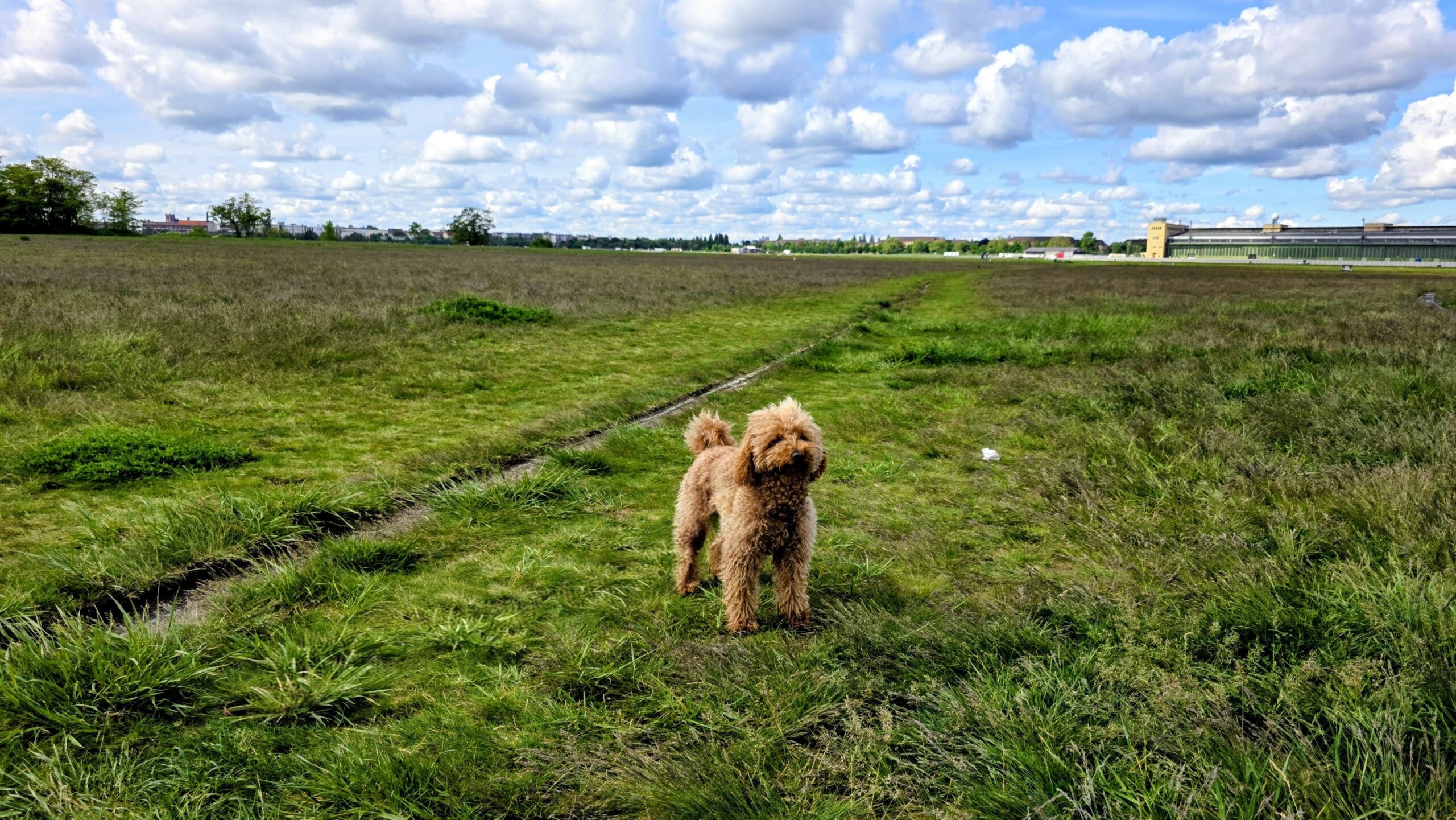 Yumi auf dem Tempelhofer Feld