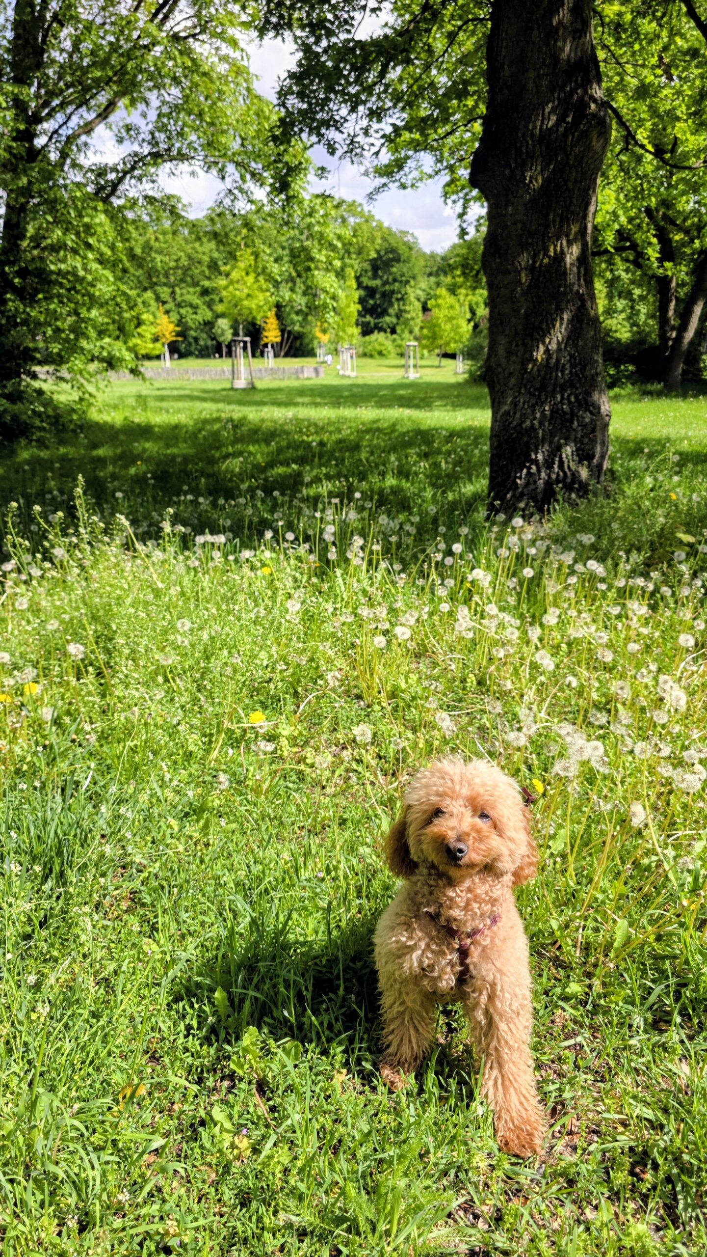 Yumi in der Hasenheide