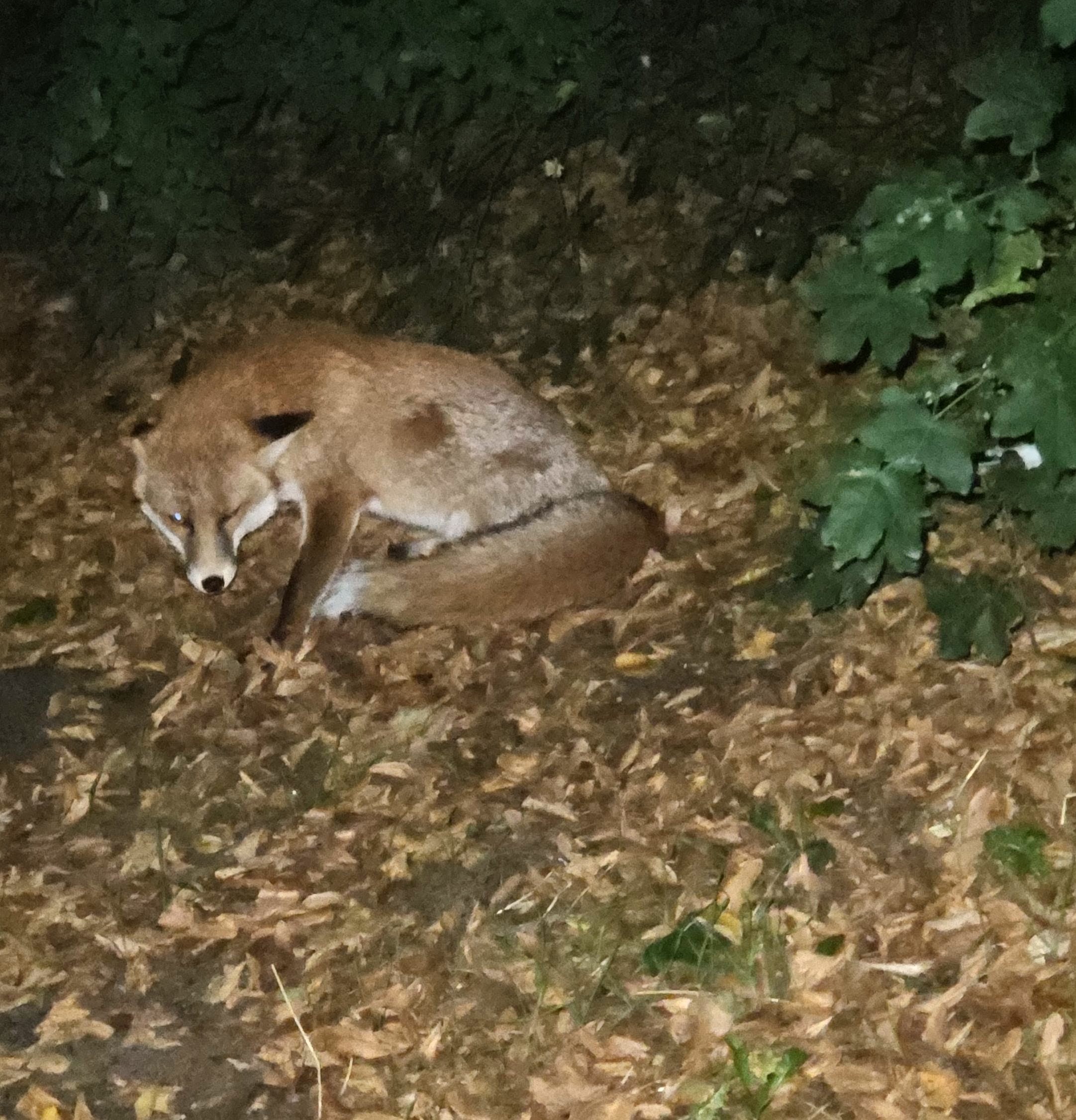 Fuchs liegt zusammengerollt im Herbstlaub am Paul-Lincke-Ufer, ein Auge leuchtet hell